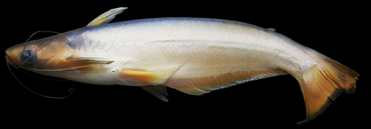 Auchenipterus Catfish (Auchenipterus nuchalis)