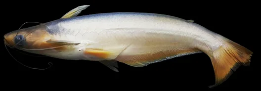Poisson-chat Auchenipterus (Auchenipterus nuchalis)