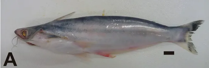 Auchenipterus Catfish (Auchenipterus nuchalis)