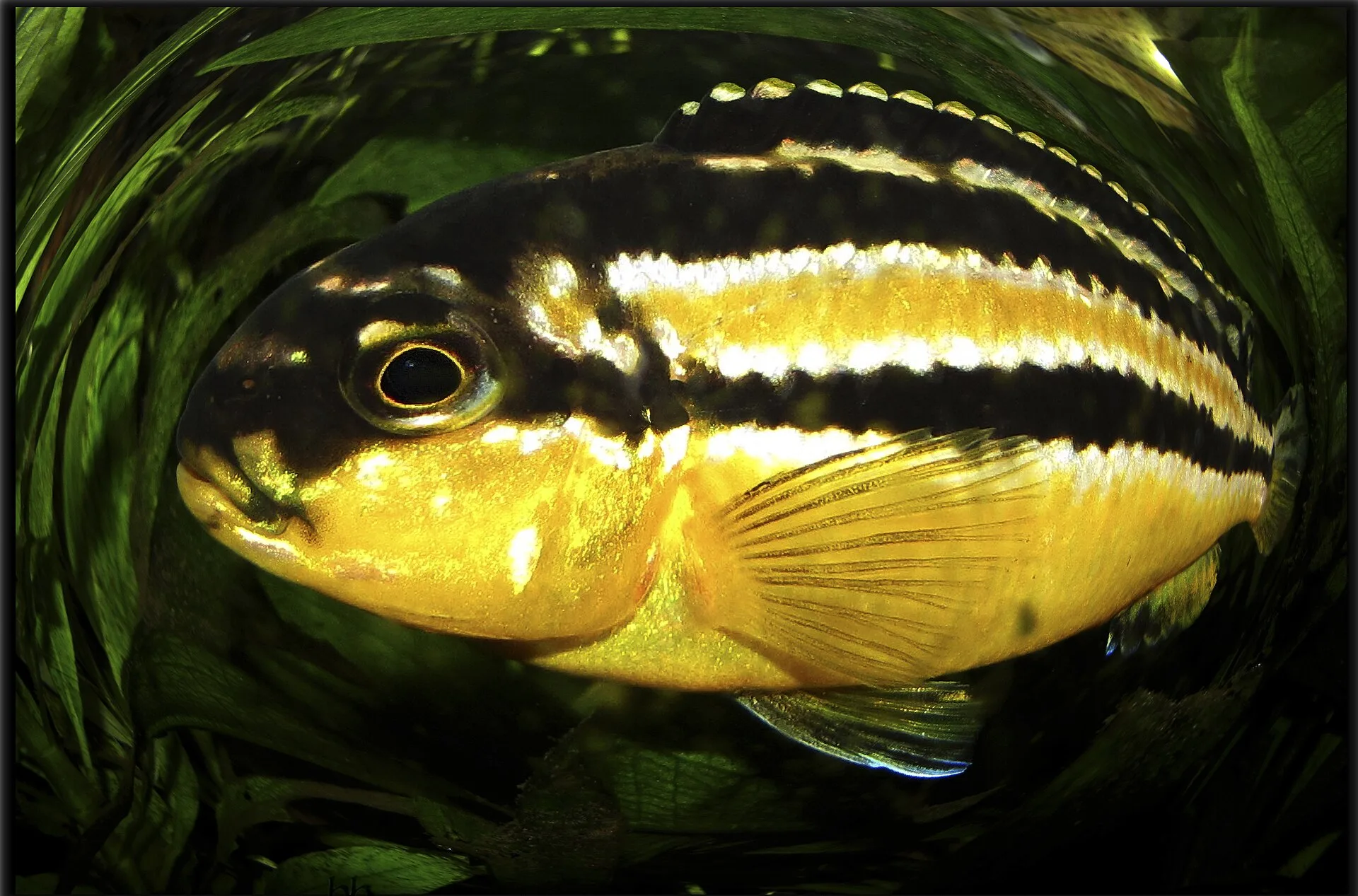 Vue rapprochée du Cichlidé Auratus (Melanochromis auratus)