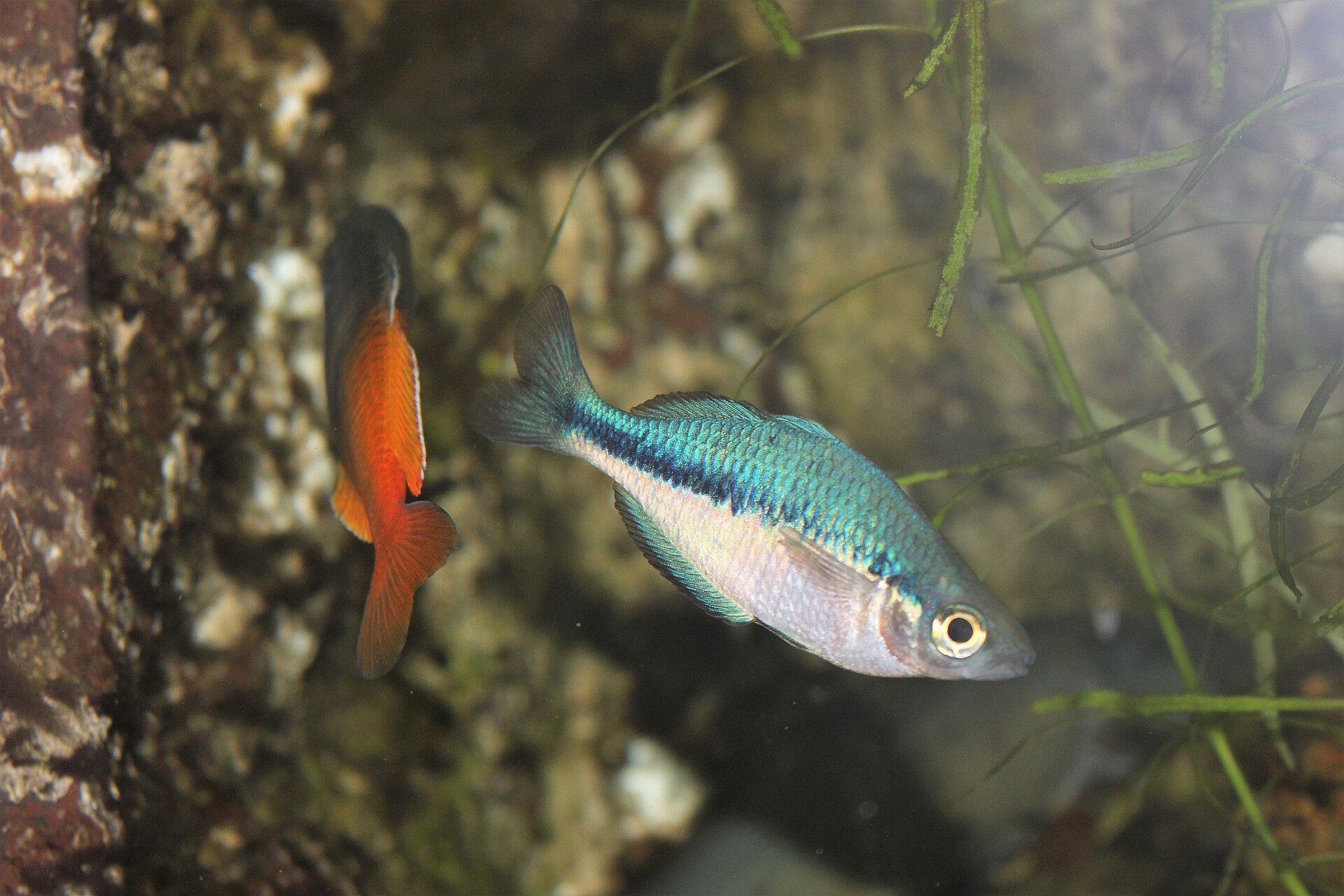 Pez Arcoíris Australiano (Melanotaenia splendida)