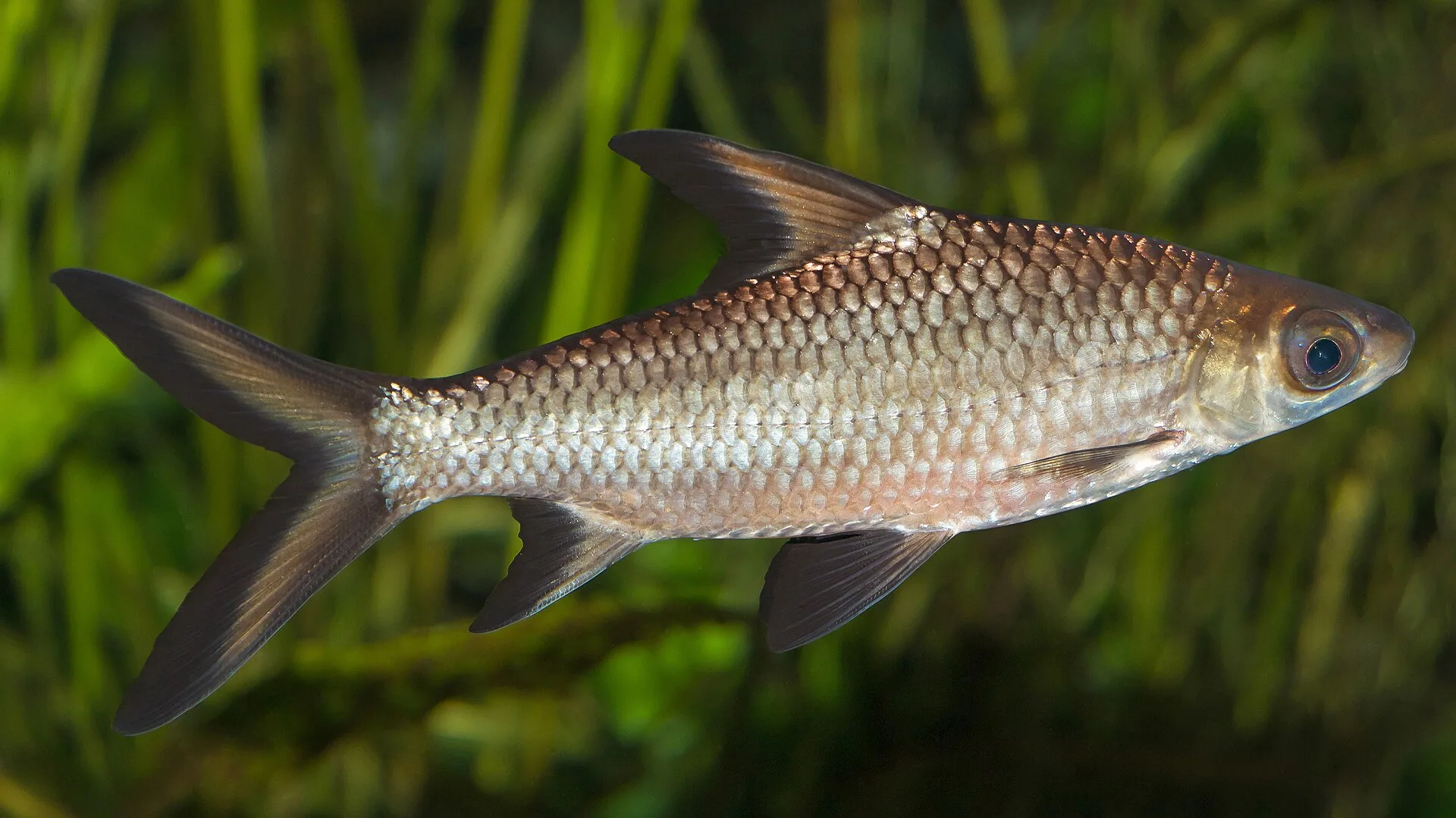 Vue rapprochée du Requin Bala (Balantiocheilos melanopterus)