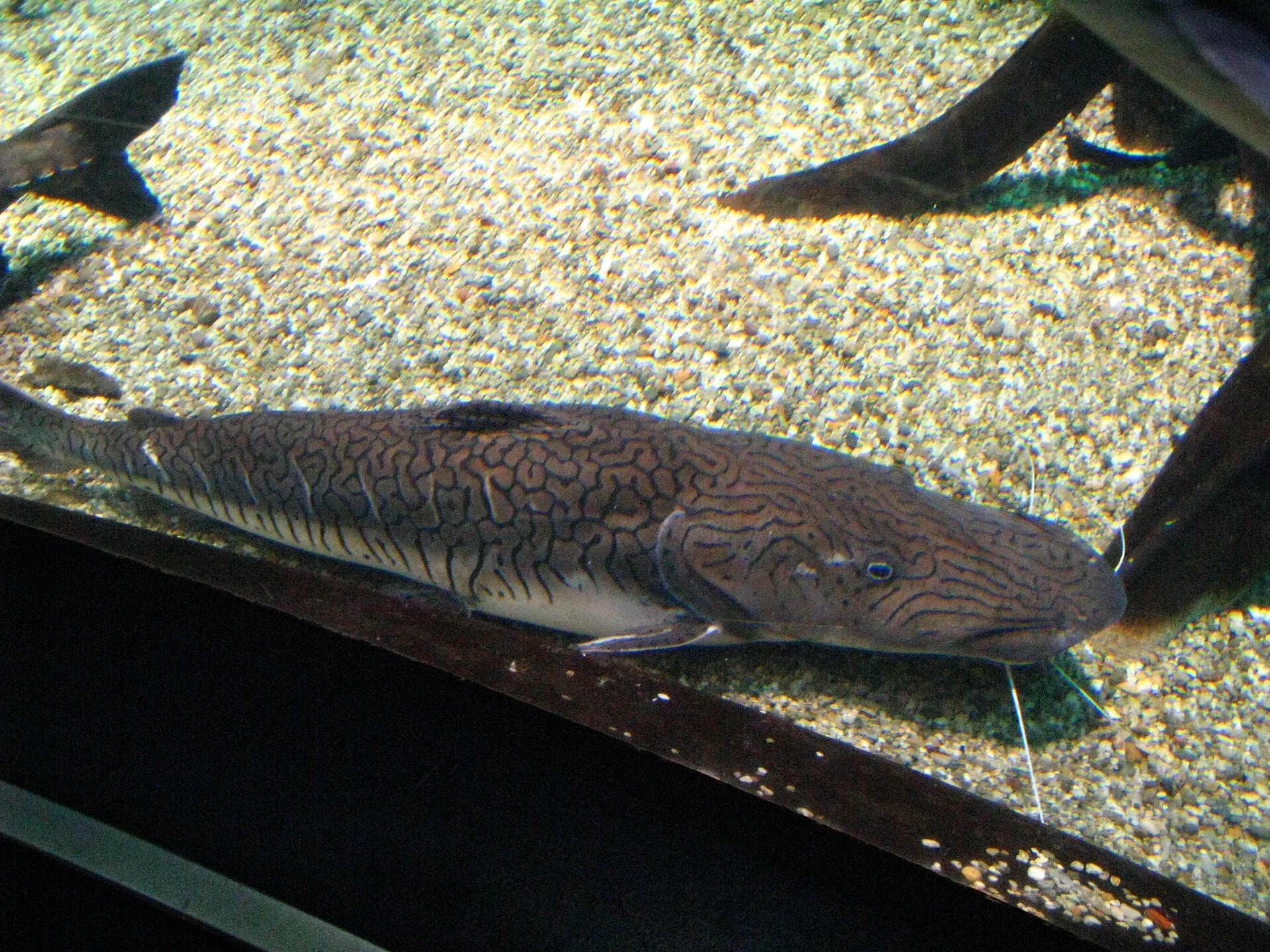 Sorubim Rayado (Pseudoplatystoma fasciatum)