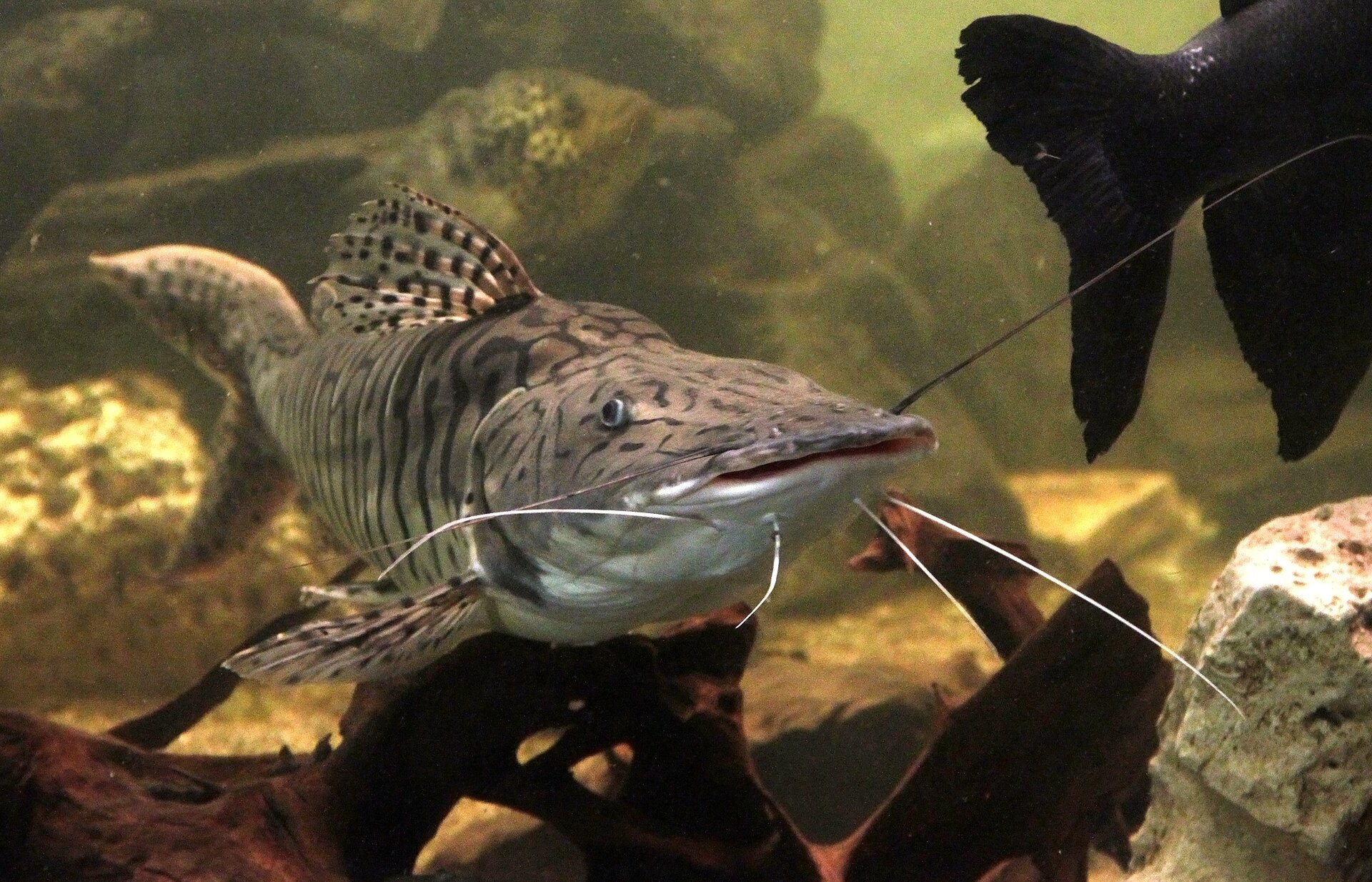 Barred Sorubim (Pseudoplatystoma fasciatum)