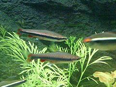 Poisson-crayon de Beckford (Nannostomus beckfordi)