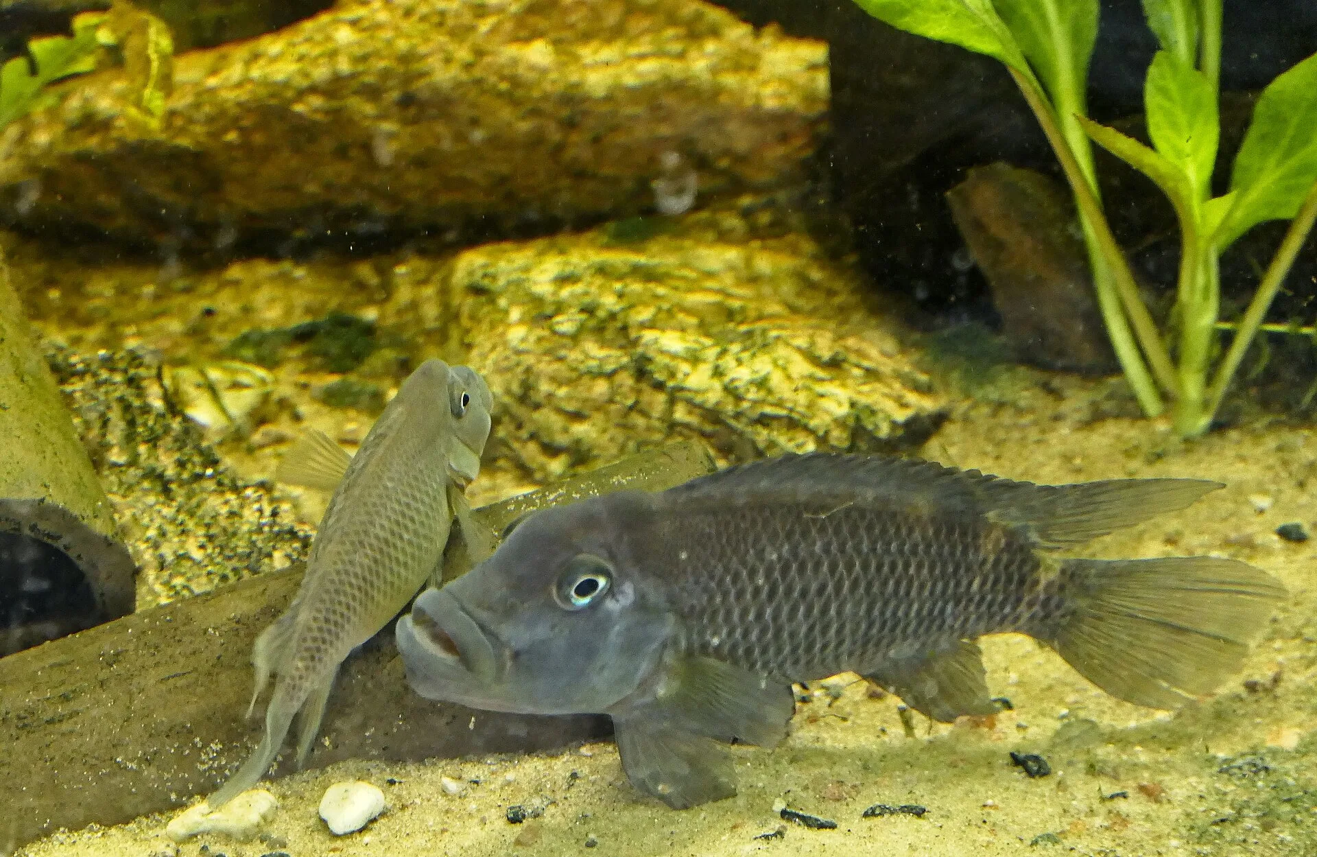 Vista cercana del Cíclido Cabeza de Bloque (Steatocranus casuarius)
