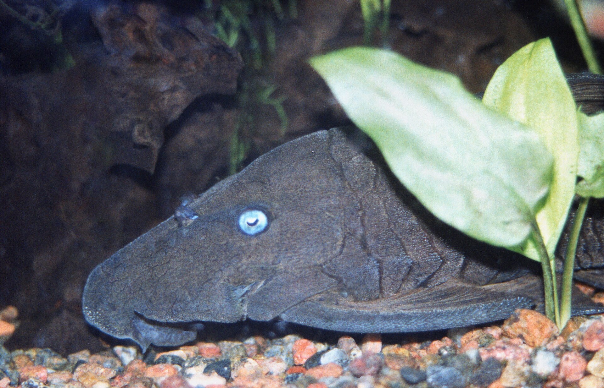 Blue-eyed Panaque (Panaque cochliodon)