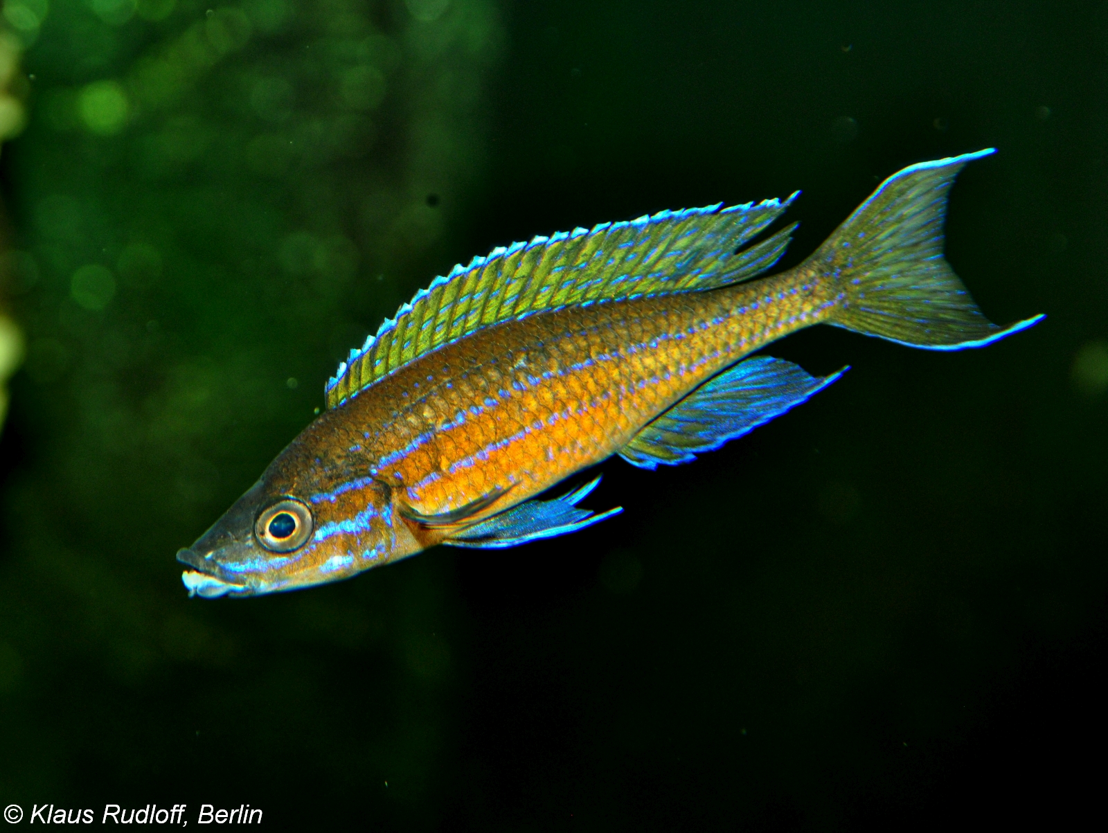 Cipríchromis Neón Azul (Paracyprichromis nigripinnis)