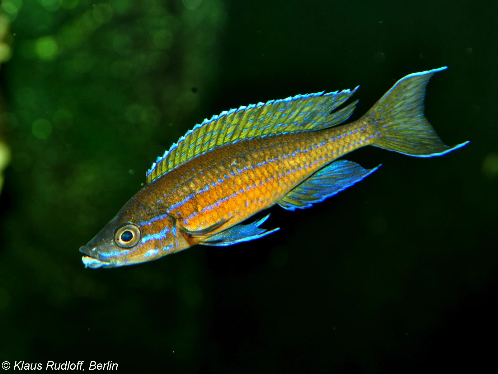 Blue Neon Cyprichromis (Paracyprichromis nigripinnis)