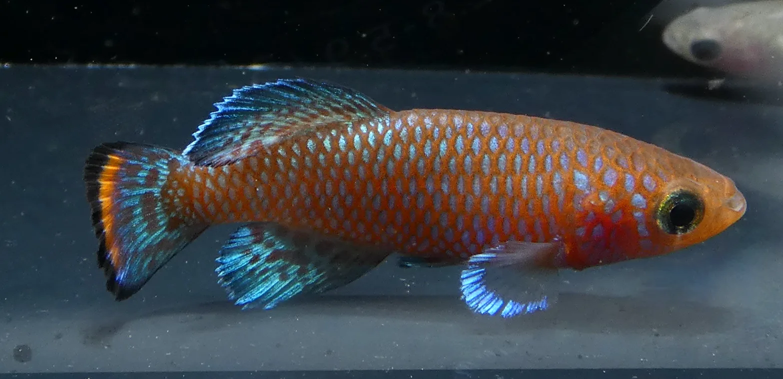Vista cercana del Bluefin Notho (Nothobranchius rachovii)