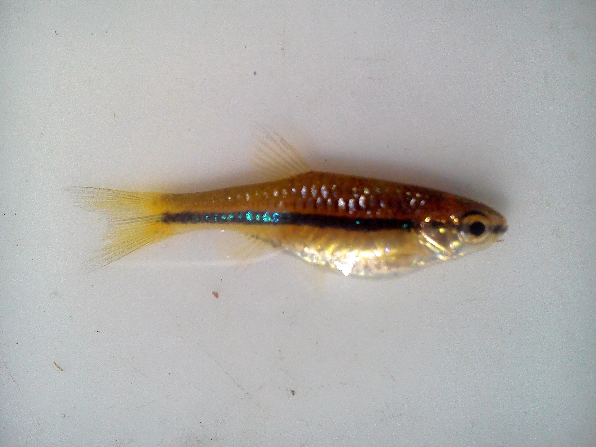 Rasbora Brillante (Rasbora einthovenii)