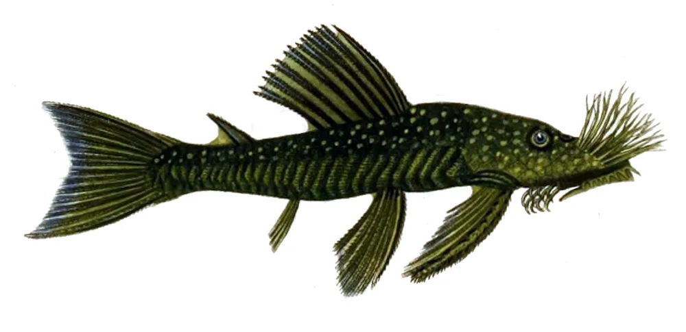 Vista cercana del Pleco de nariz de cerda (Ancistrus cirrhosus)