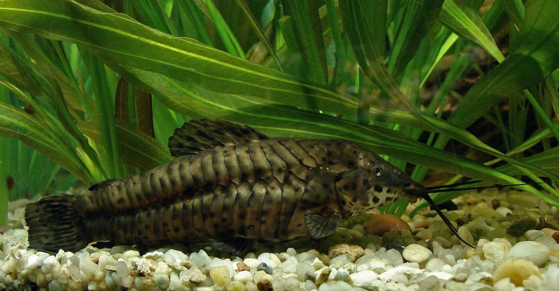 Hoplo brun (Megalechis thoracata)