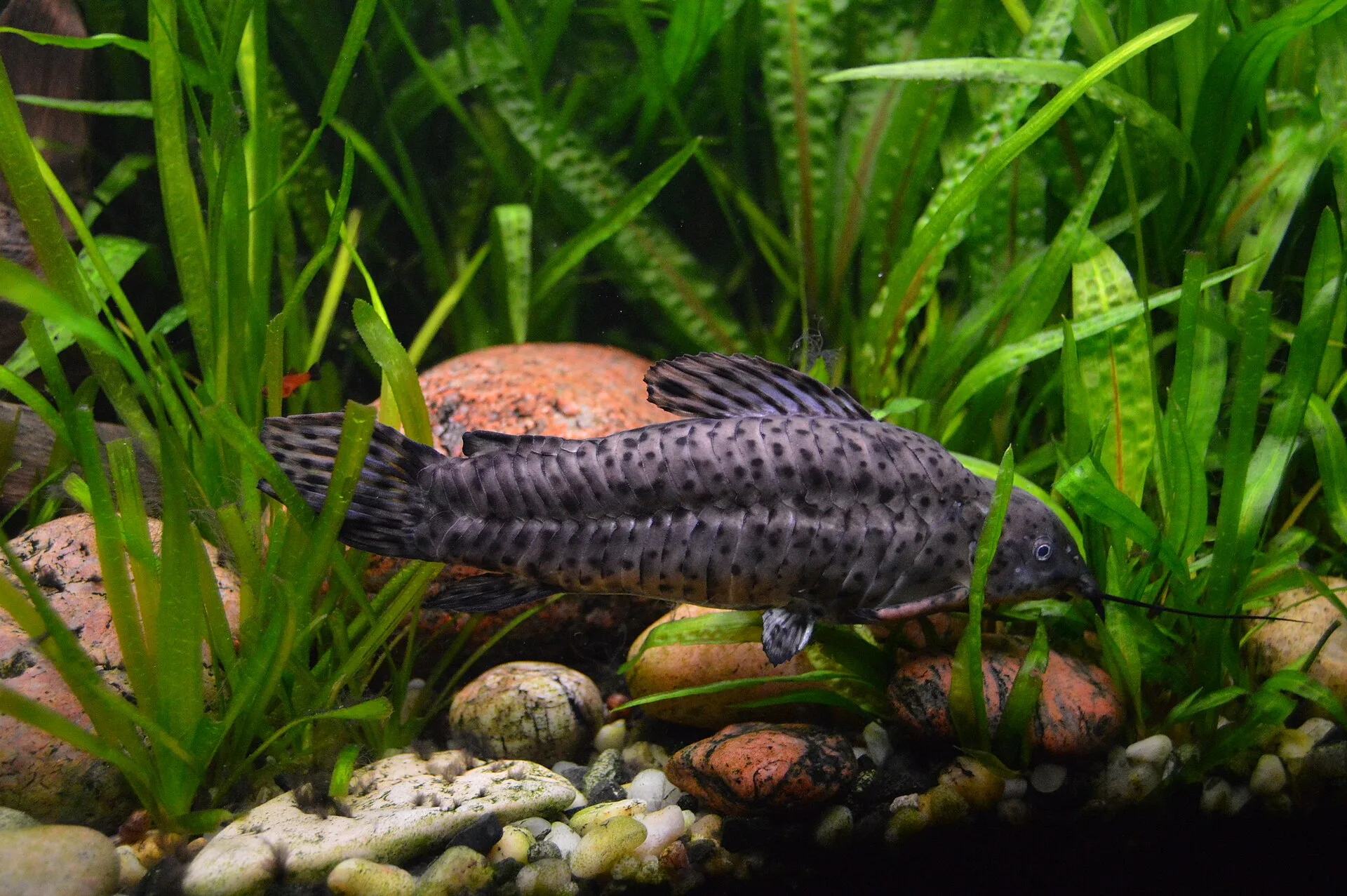 Brown Hoplo (Megalechis thoracata)
