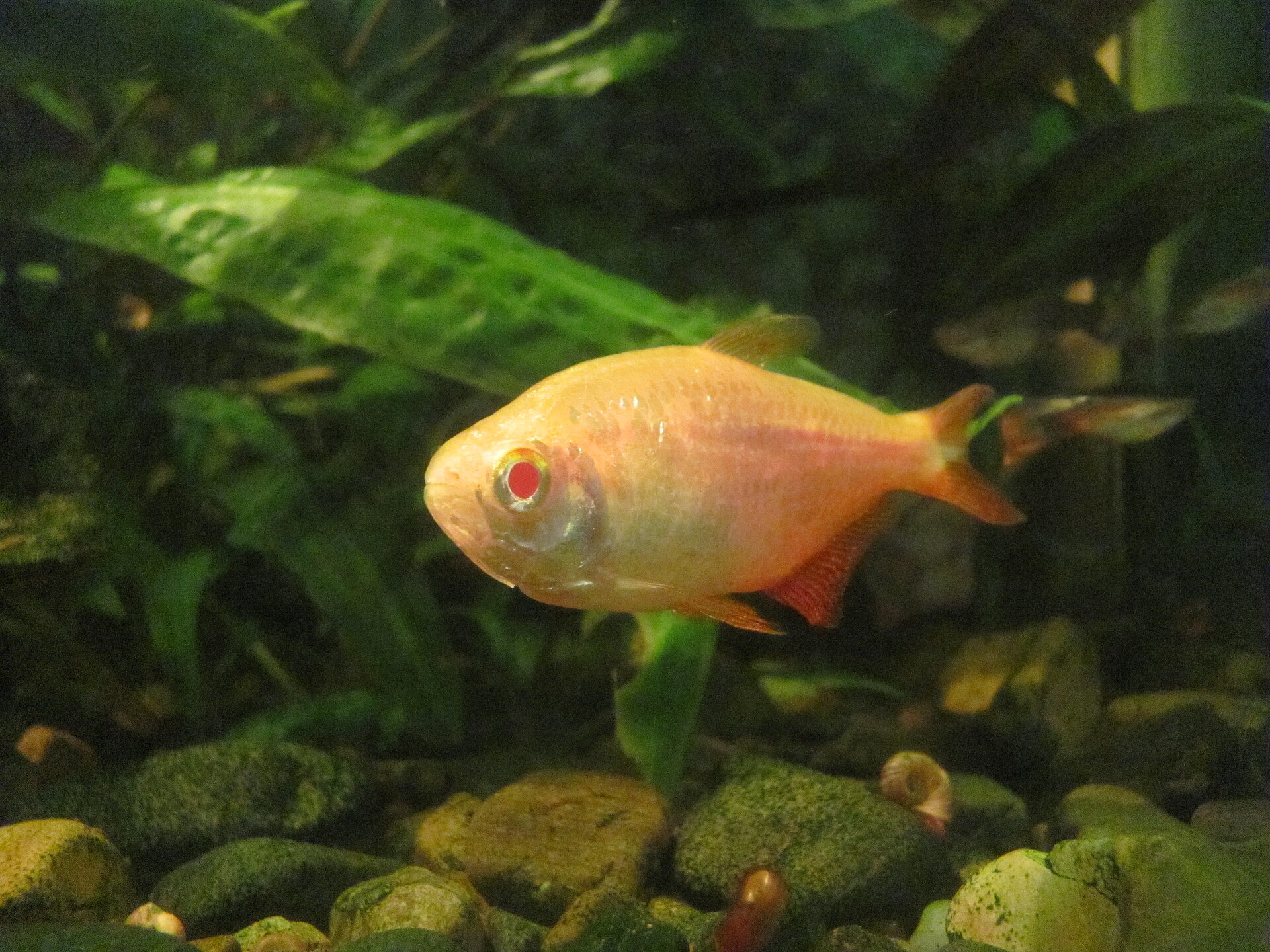 Buenos Aires Tetra (Hyphessobrycon anisitsi)