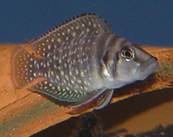 Vista cercana del Cíclido Calvus (Altolamprologus calvus)