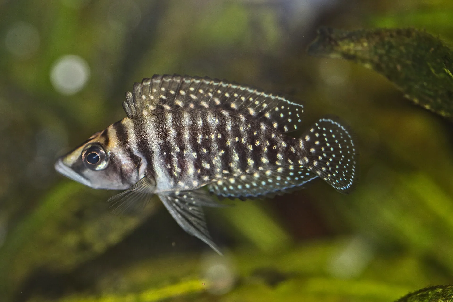 Calvus Cichlid (Altolamprologus calvus)