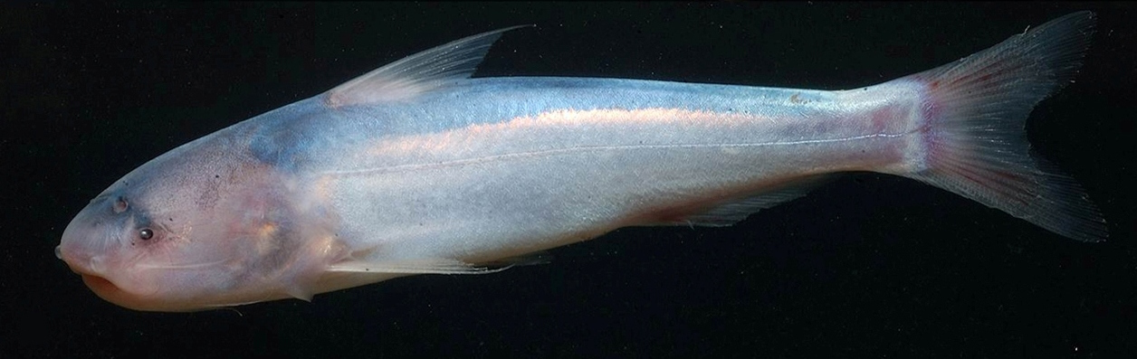 Cetopsis Catfish (Cetopsis coecutiens)