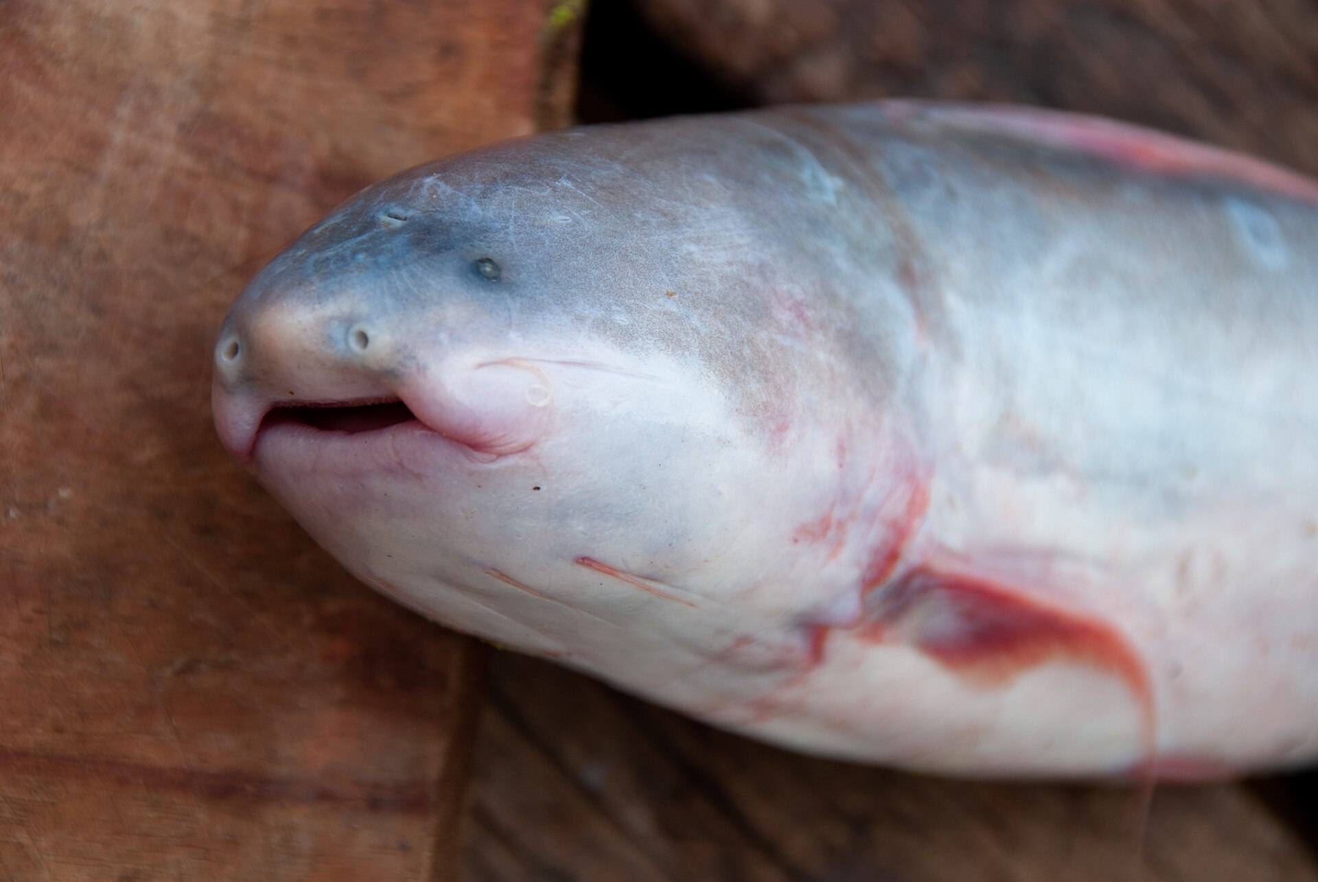 Cetopsis Catfish (Cetopsis coecutiens)