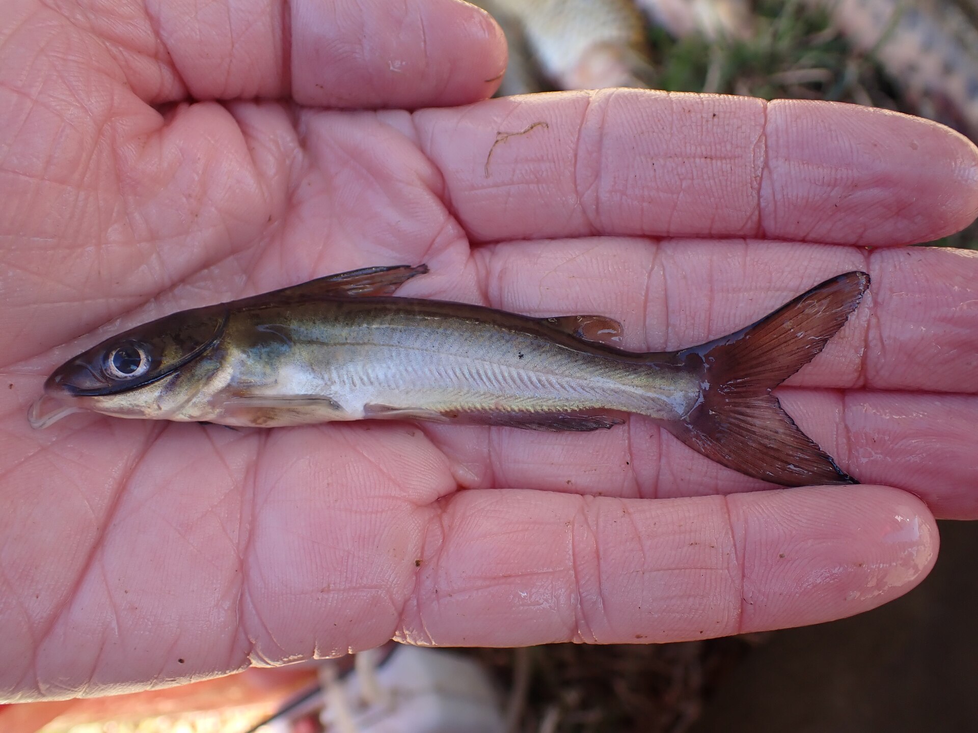 Pez gato de canal (Ictalurus punctatus)
