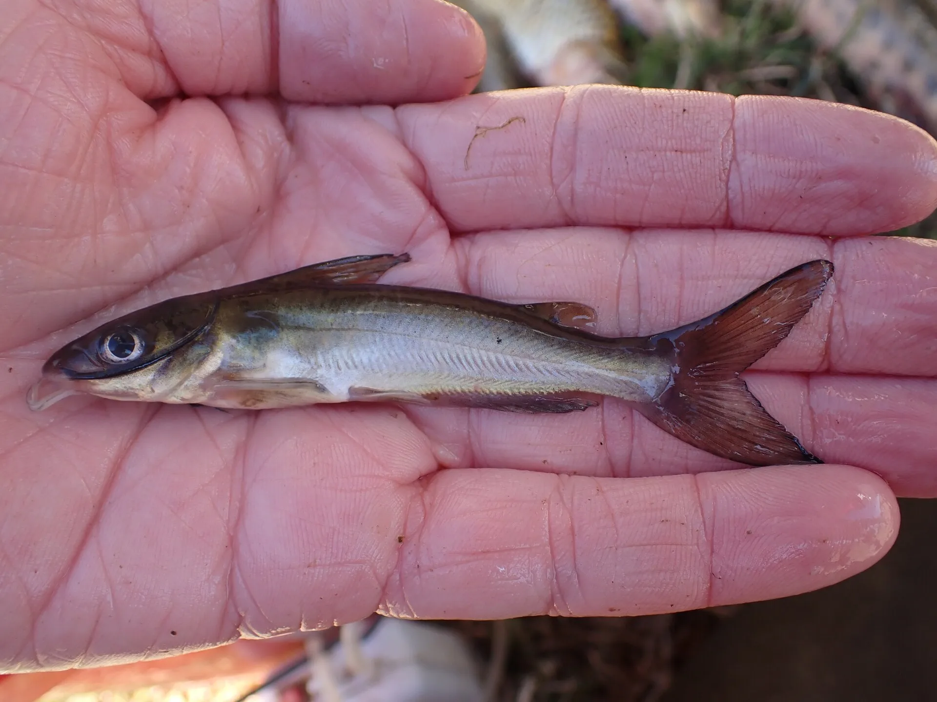 Channel Catfish (Ictalurus punctatus)