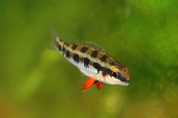 Cichlidé damier (Dicrossus filamentosus)