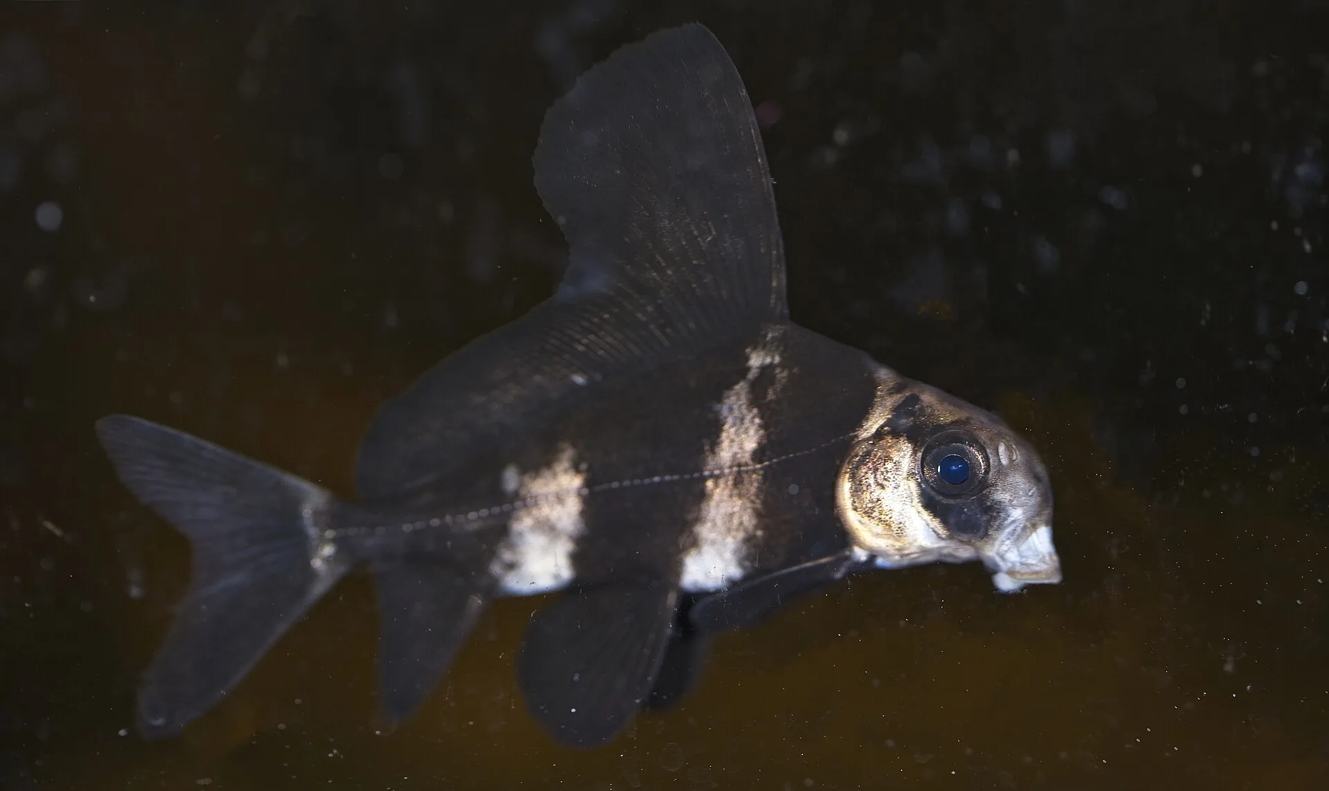 Tiburón de aleta alta chino (Myxocyprinus asiaticus)