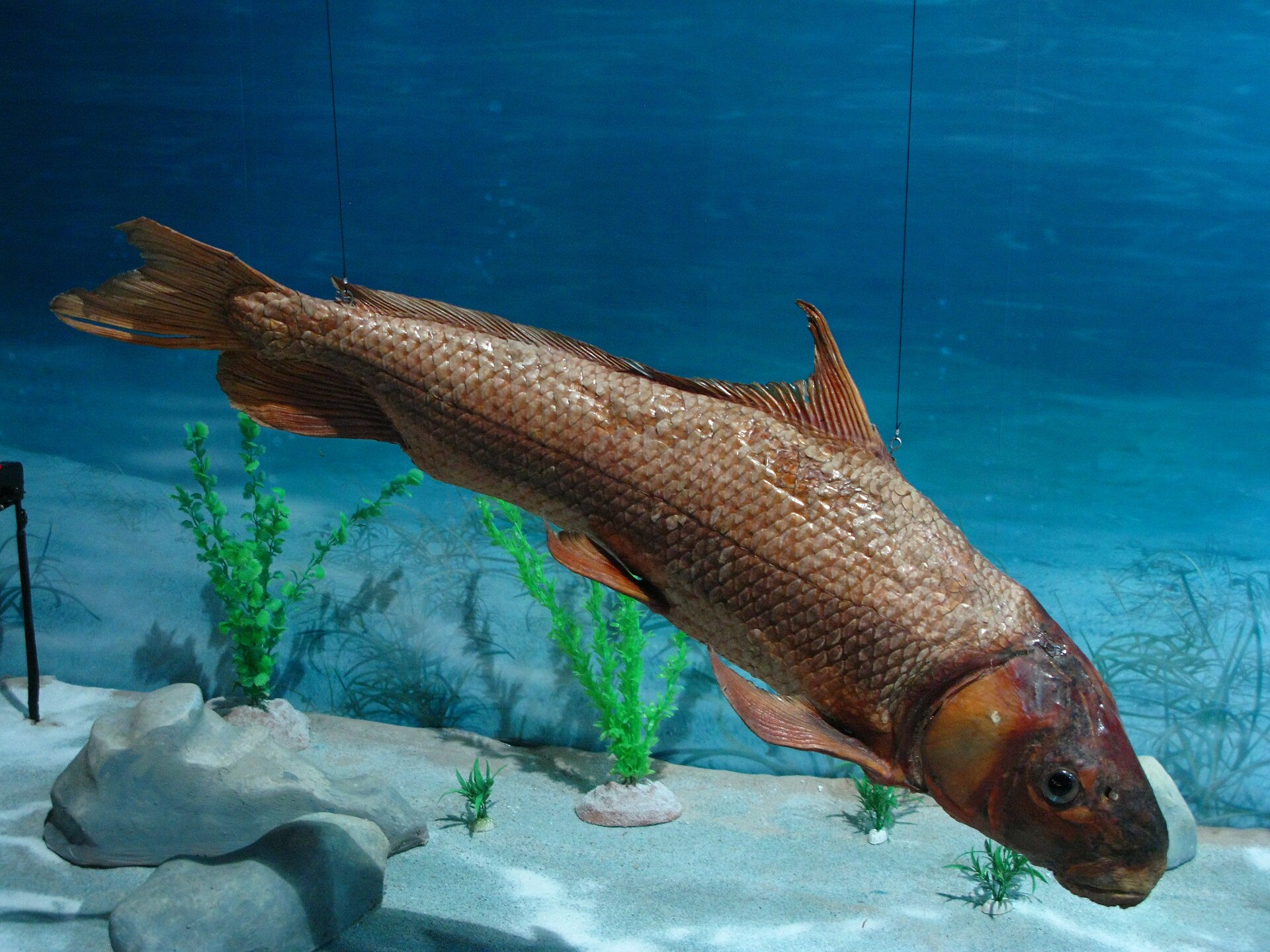 Chinese High-fin Banded Shark (Myxocyprinus asiaticus)