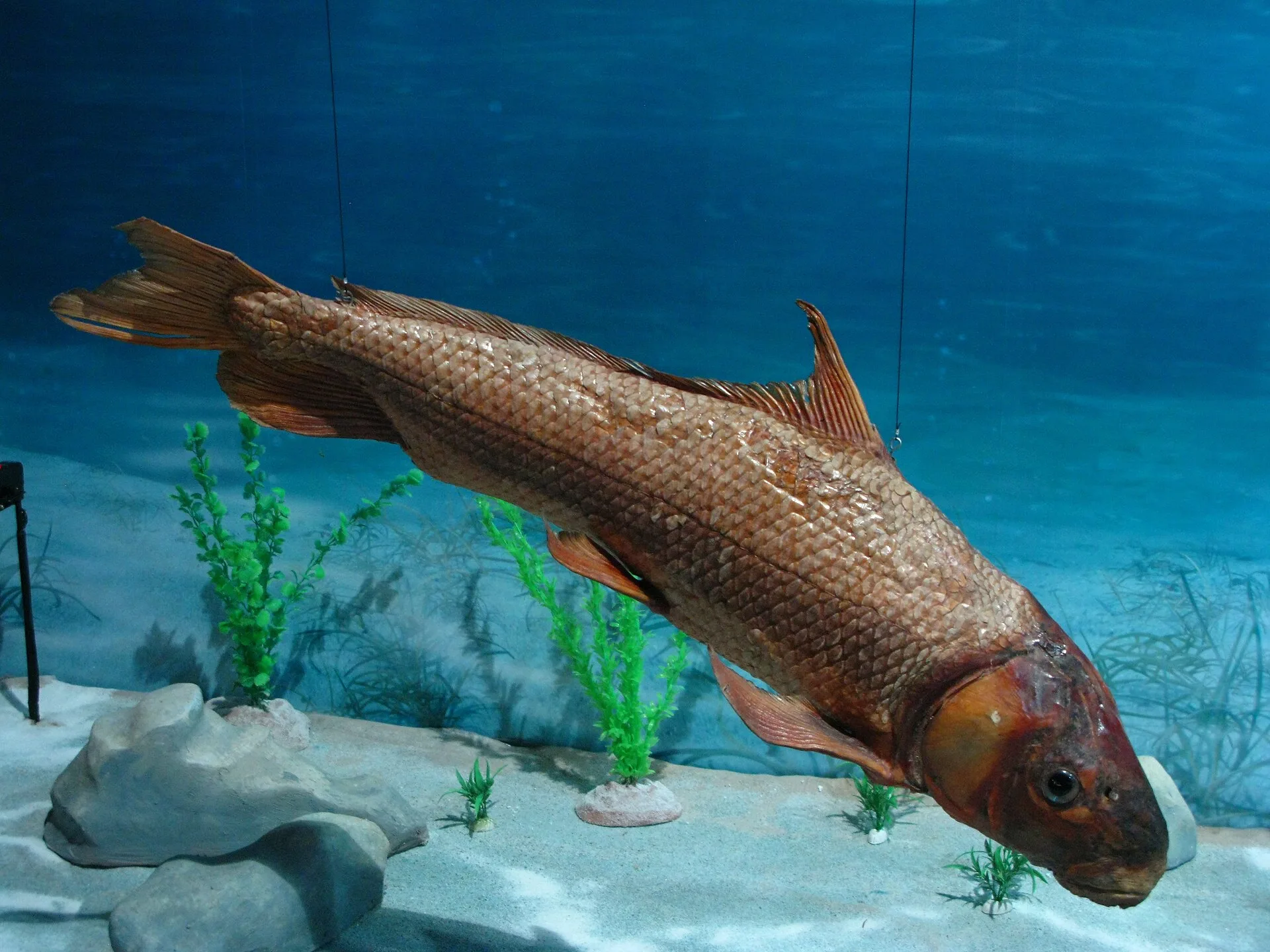 Chinese High-fin Banded Shark (Myxocyprinus asiaticus)
