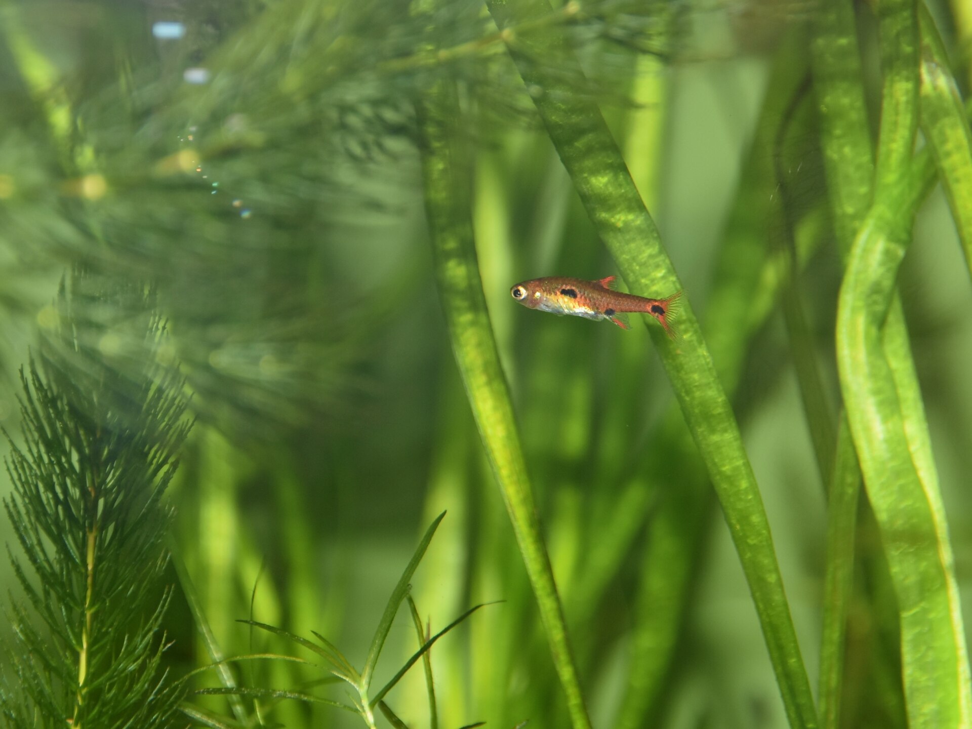 Clown Rasbora (Boraras maculatus)