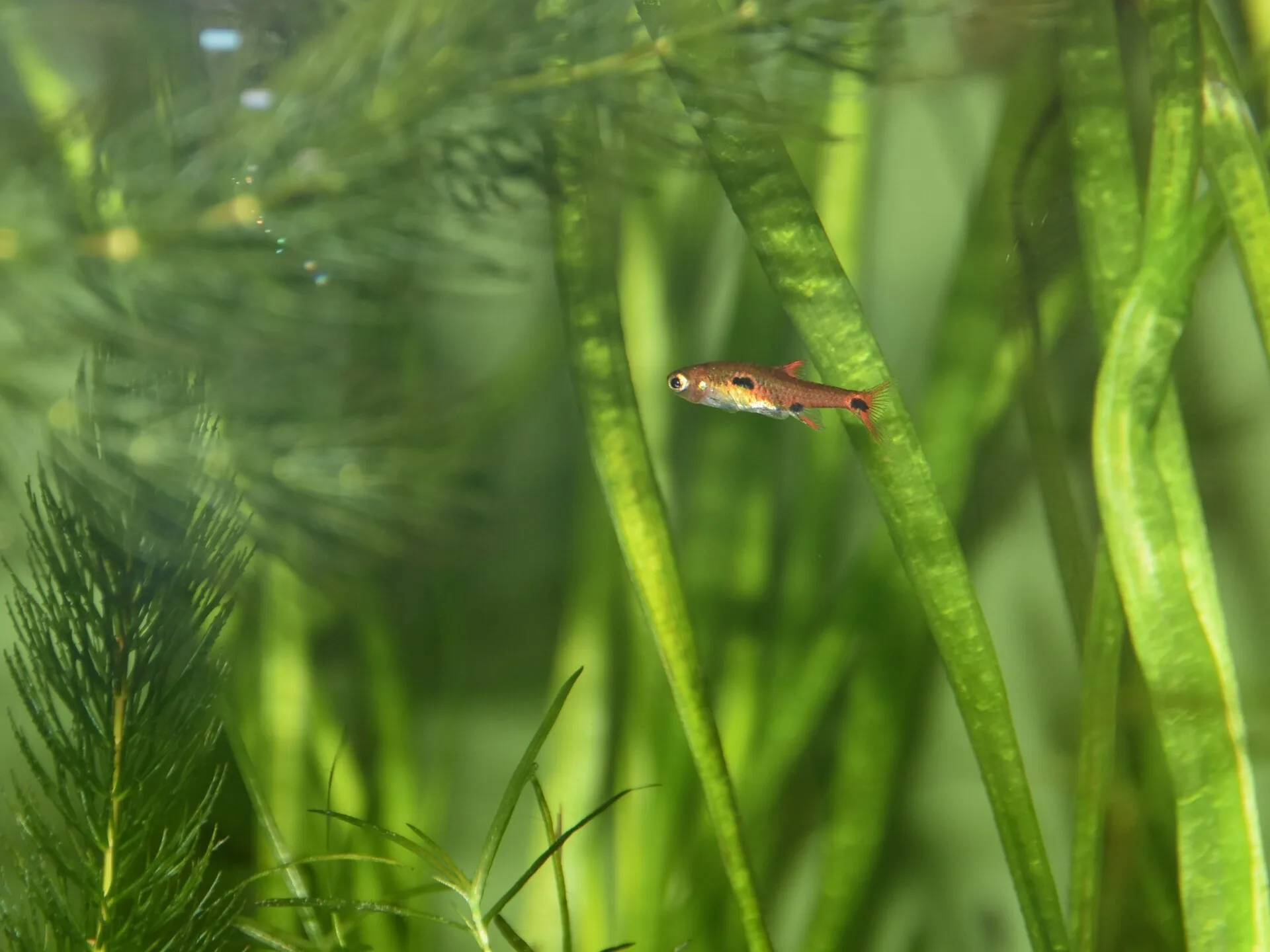 Clown Rasbora (Boraras maculatus)