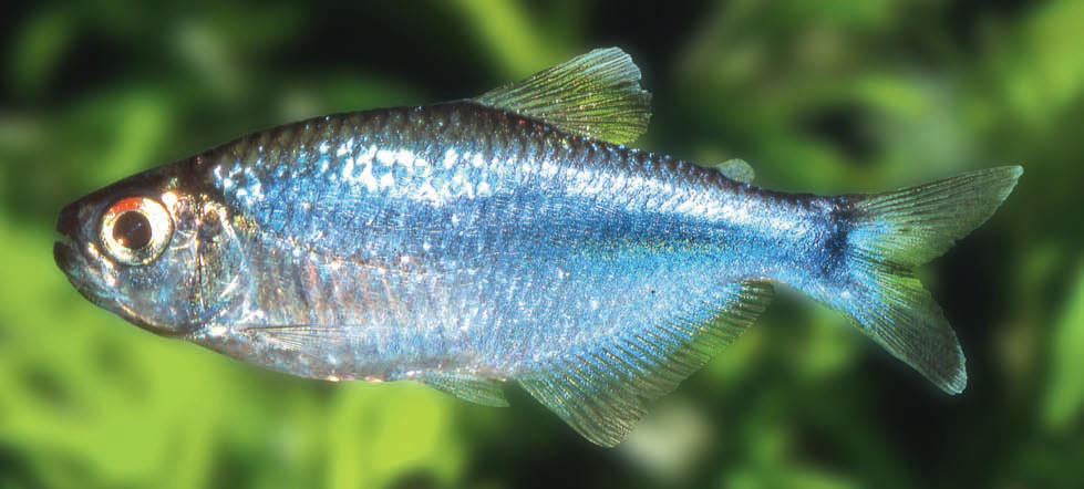 Cochu's Blue Tetra (Boehlkea fredcochui)
