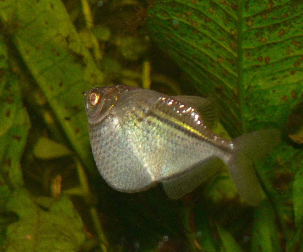 Common Hatchetfish (Gasteropelecus sternicla)