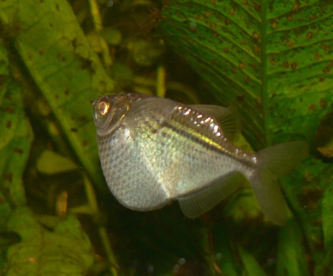 Common Hatchetfish (Gasteropelecus sternicla)