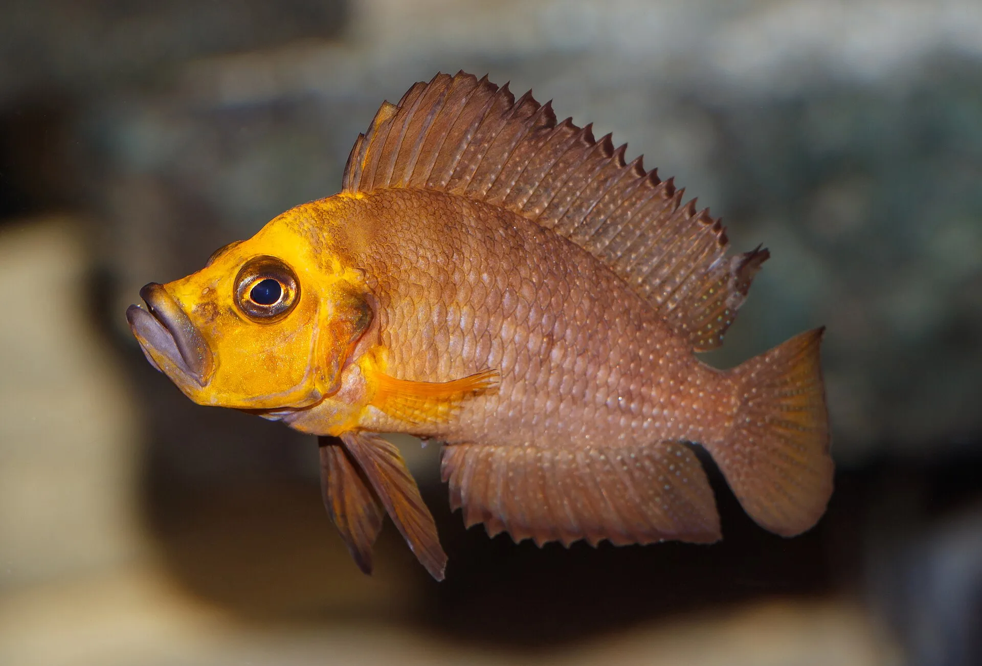 Altolamprologus comprimé (Altolamprologus compressiceps)