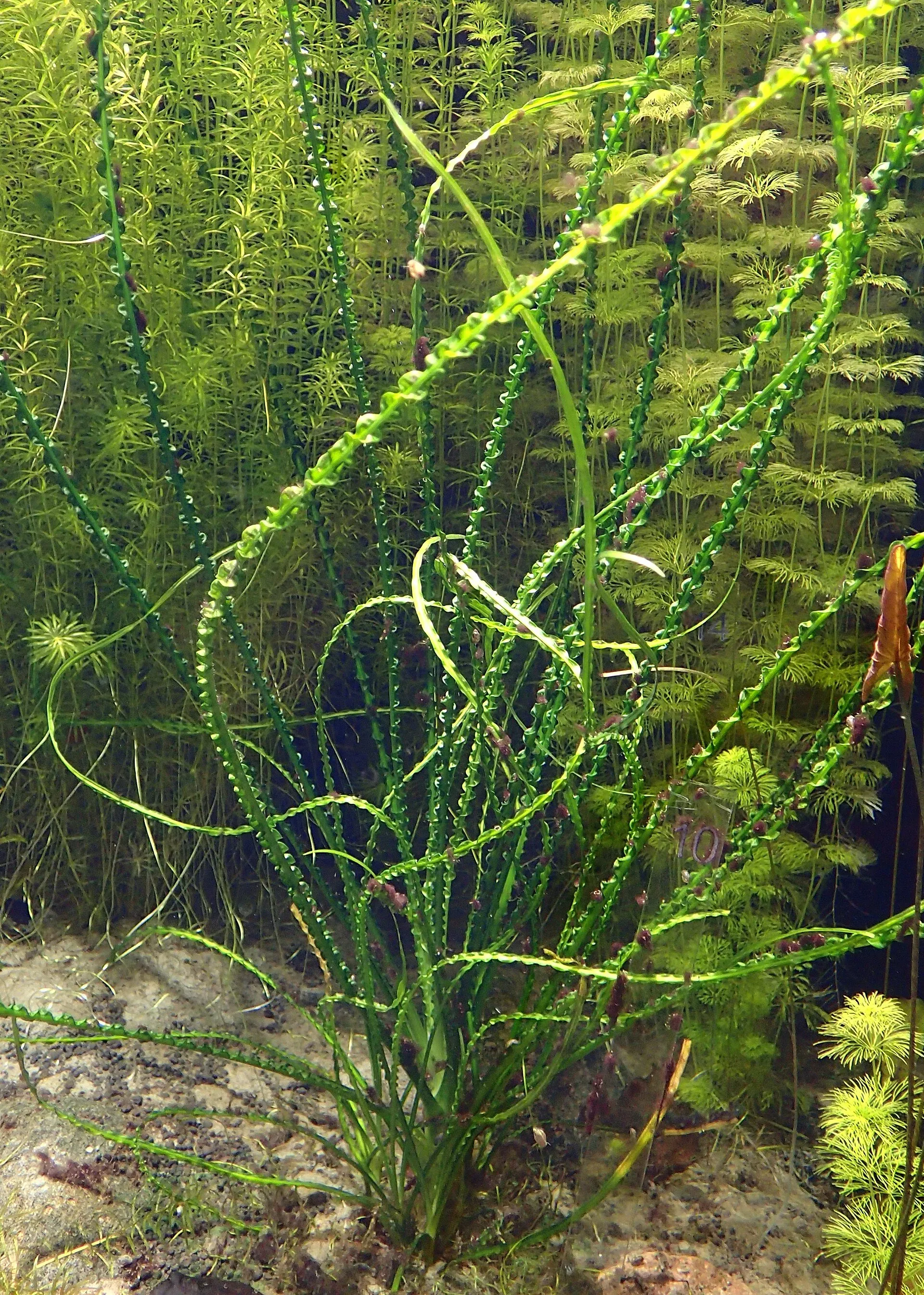 Crinum calamistratum aquatic plant