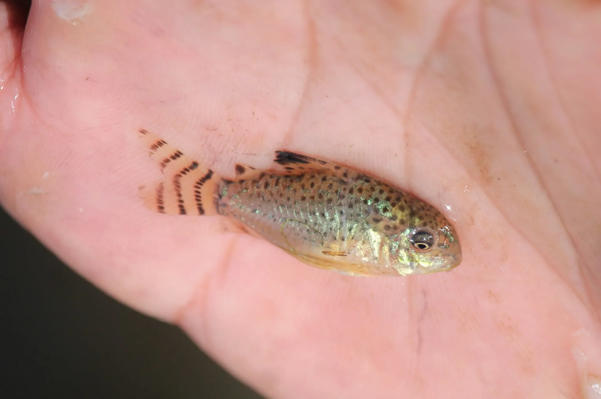 Cruz's Corydoras (Corydoras cruziensis)