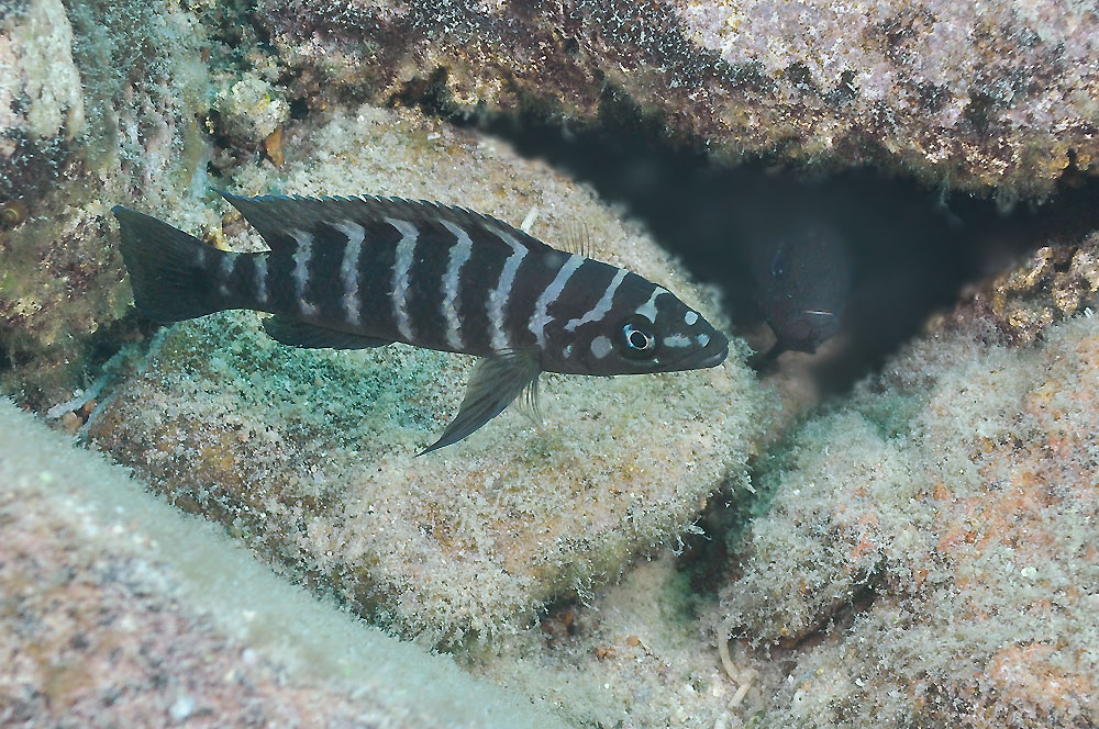 Cíclido Cilíndrico (Neolamprologus cylindricus)