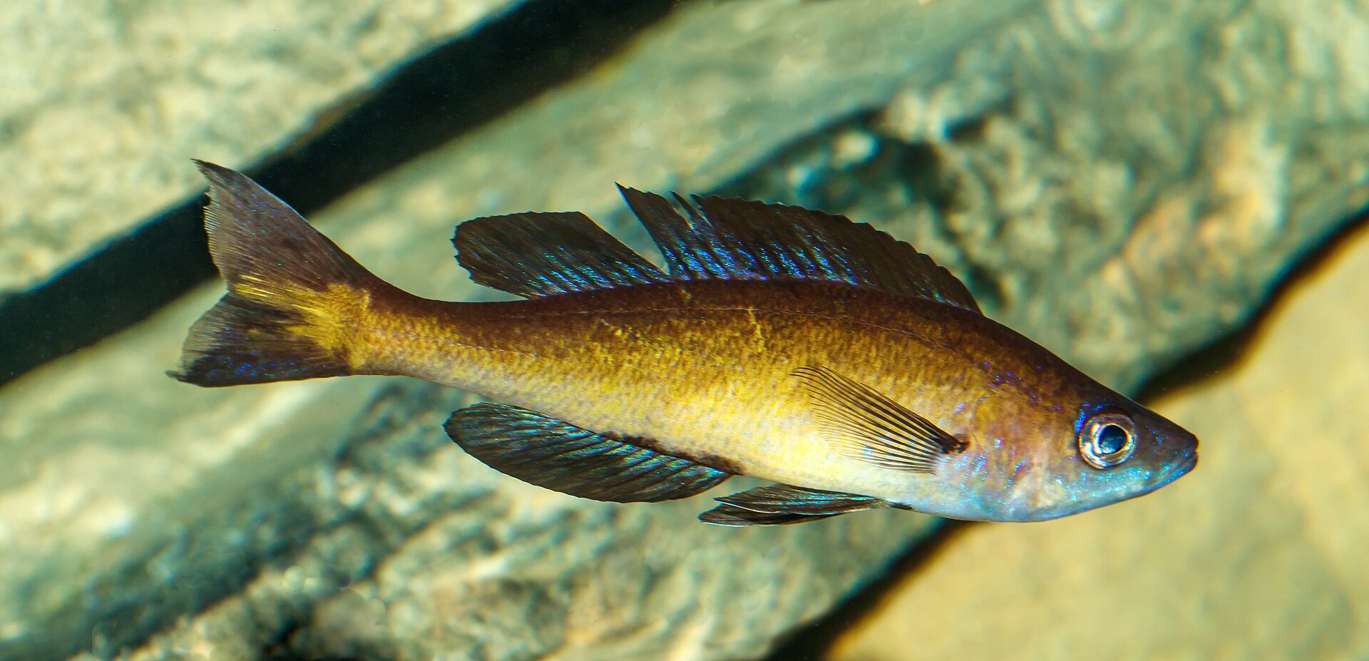 Cyprichromis Leptosoma (Cyprichromis leptosoma)