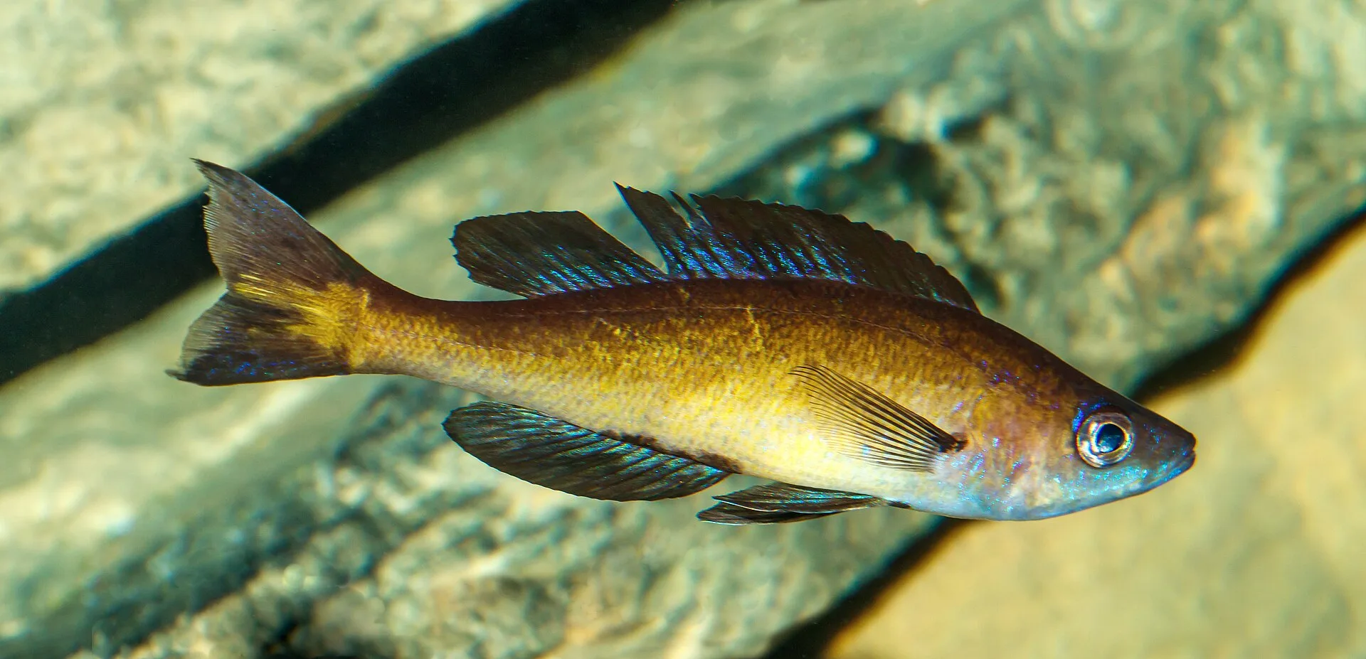 Cyprichromis Leptosoma (Cyprichromis leptosoma)
