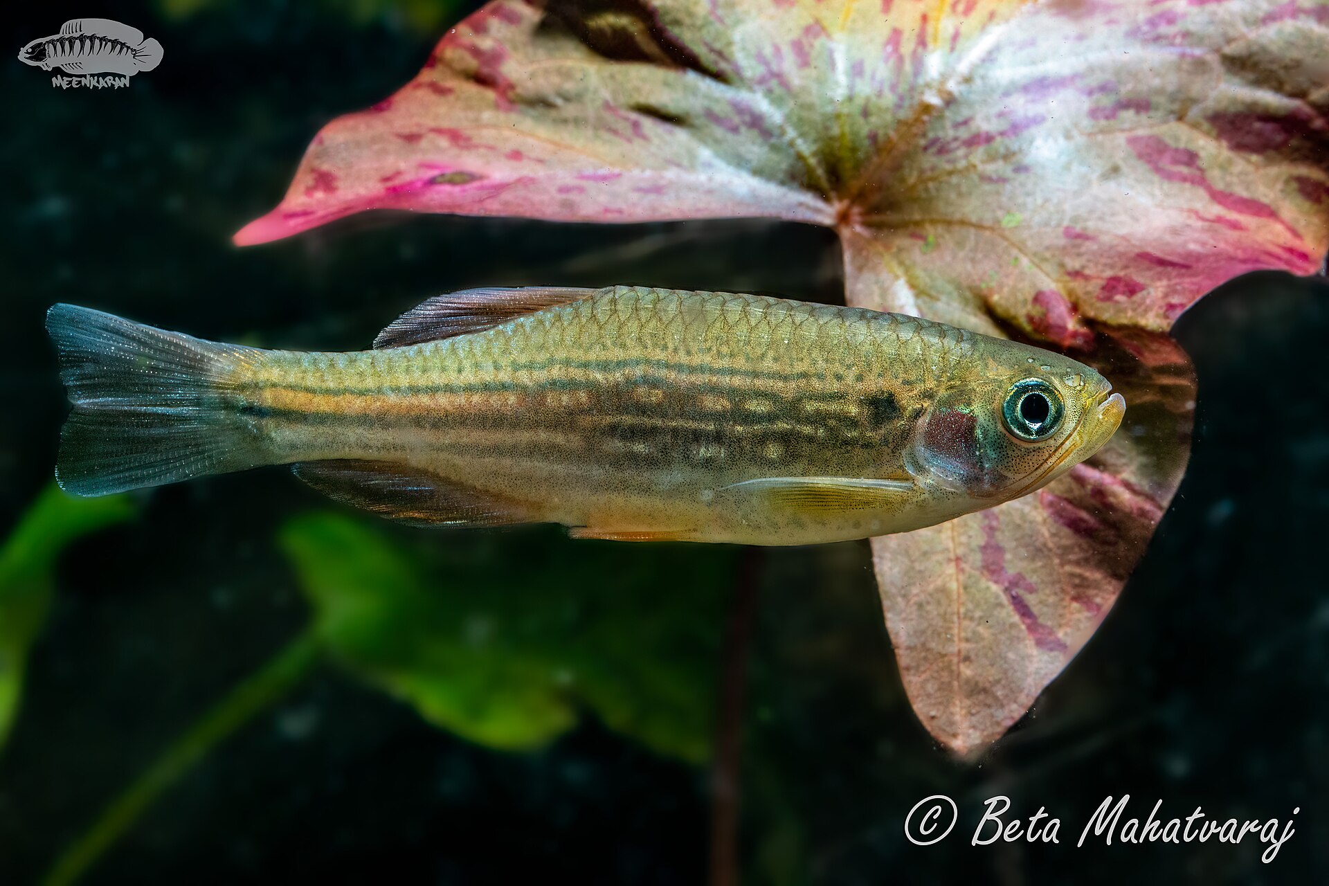 Dangila Danio (Danio dangila)