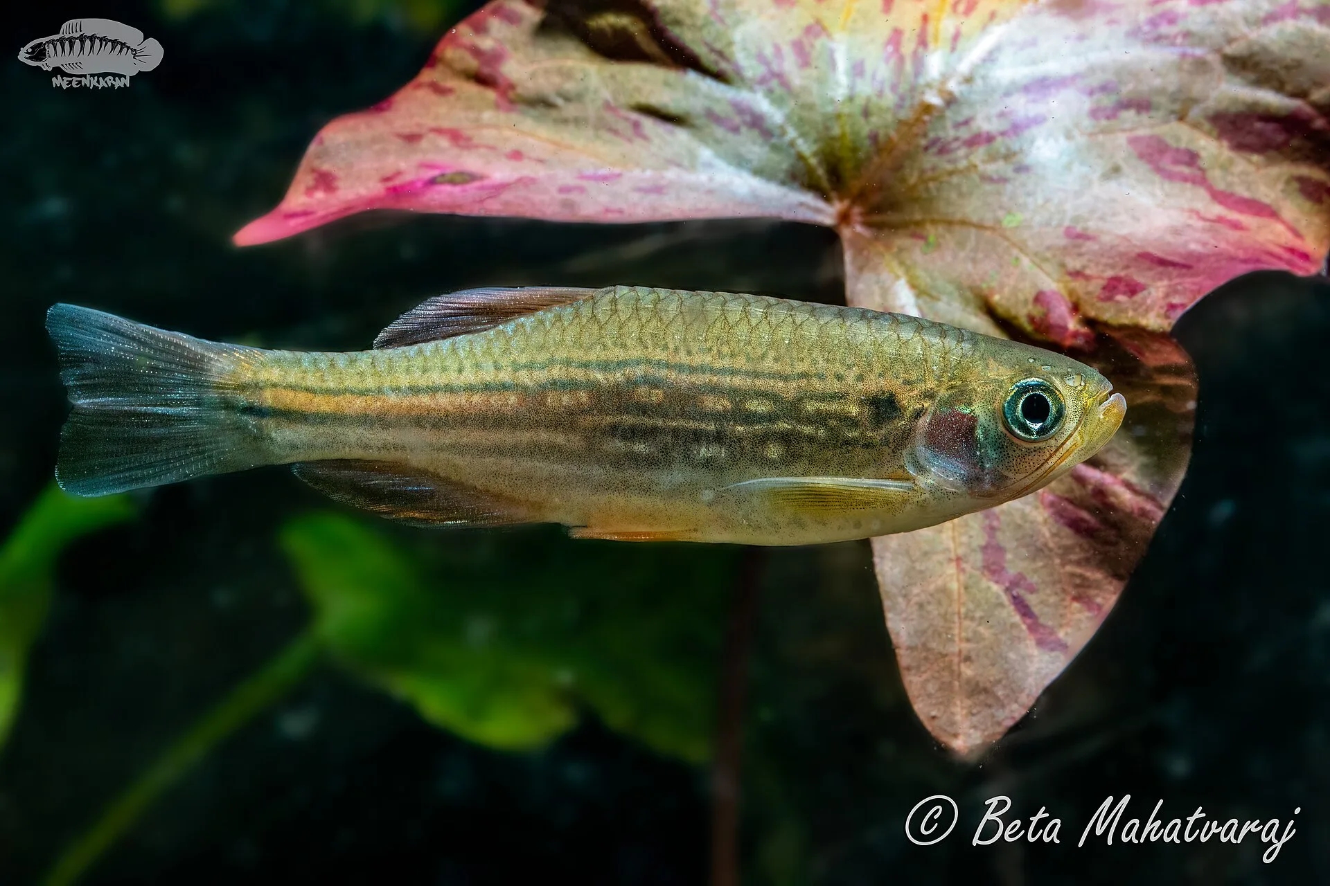 Dangila Danio (Danio dangila)