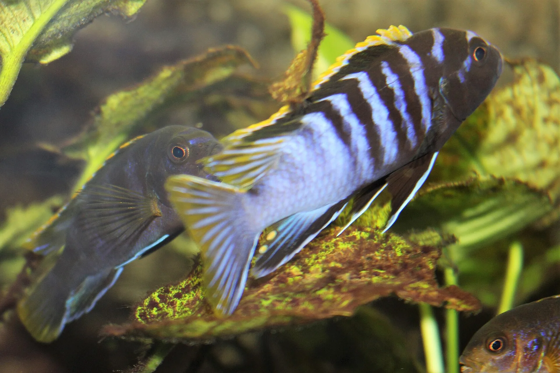Vista cercana del Cíclido Demasoni (Pseudotropheus demasoni)