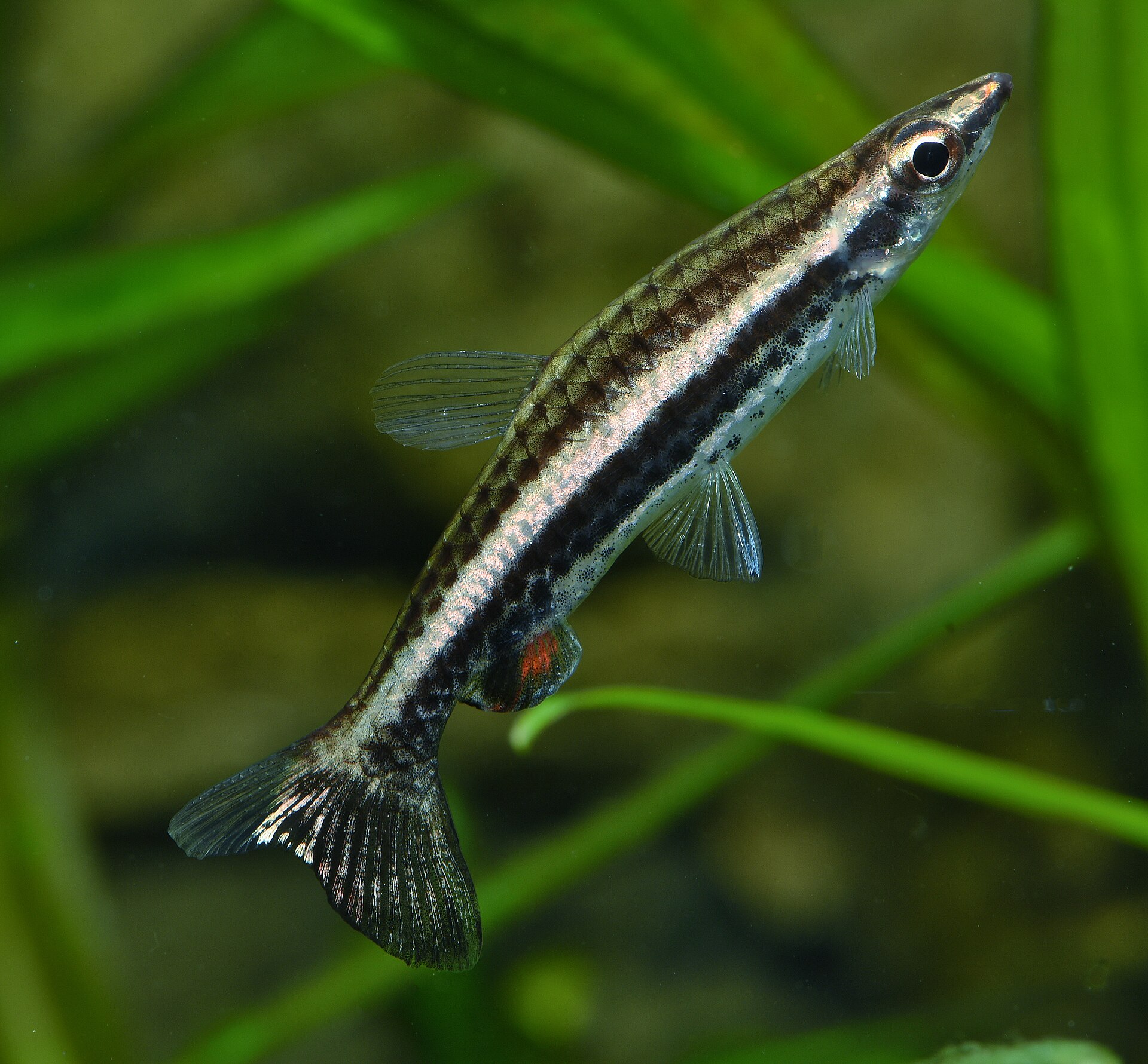 Vista cercana del pez lápiz diptail (Nannostomus eques)