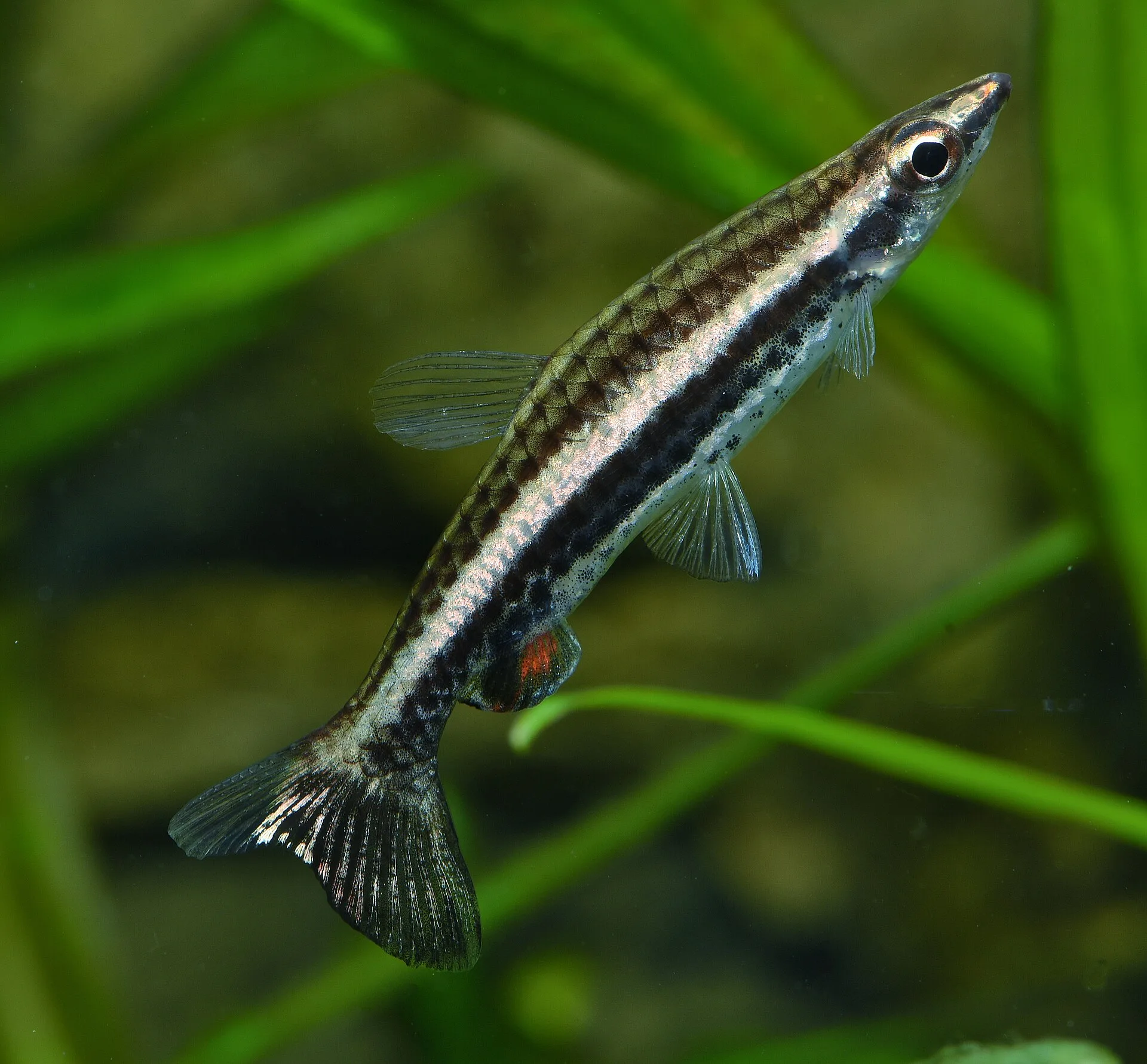 Vista cercana del pez lápiz diptail (Nannostomus eques)