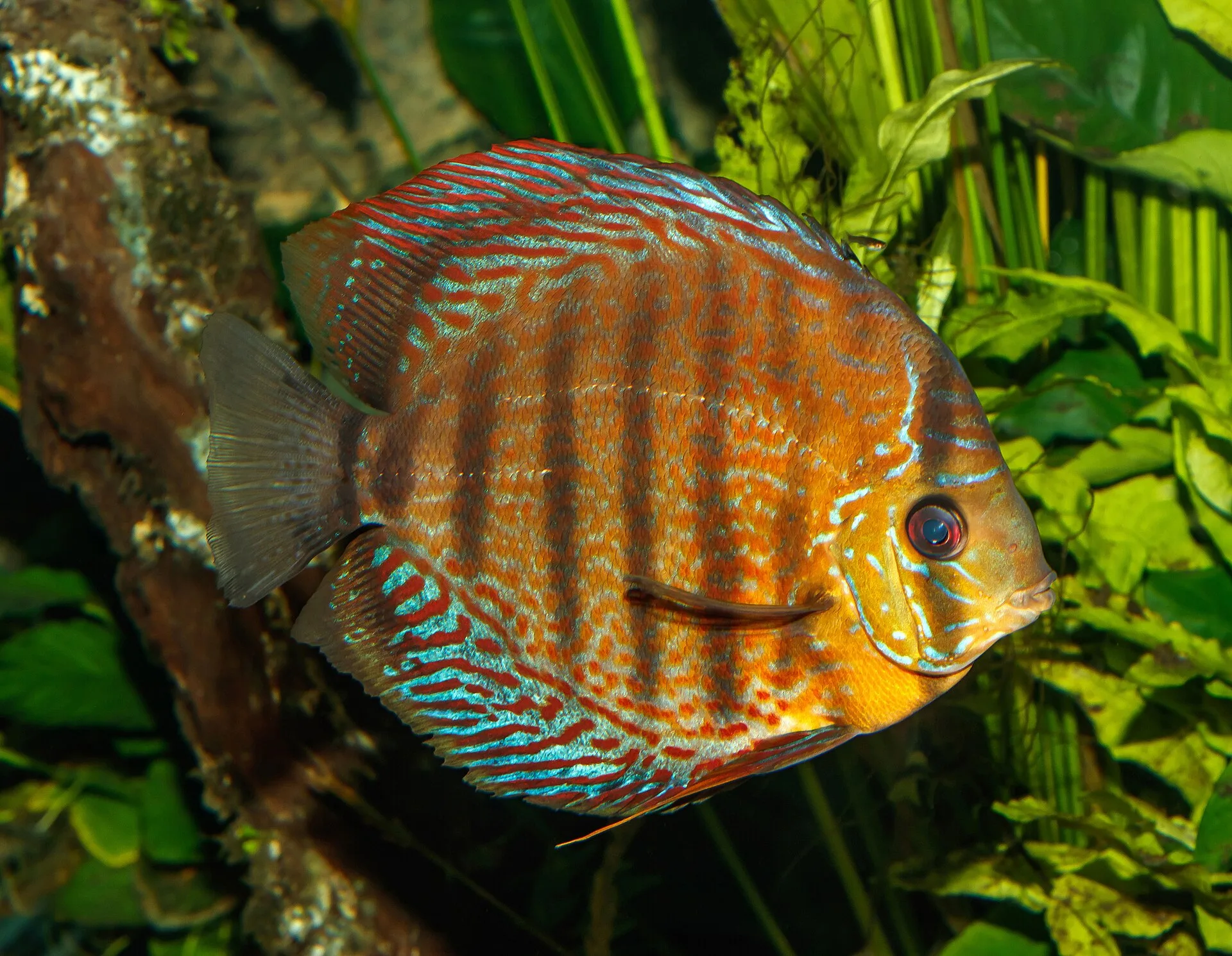 Vista cercana de Discus (Symphysodon aequifasciatus)