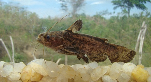 Driftwood Catfish (Trachelyopterus galeatus)