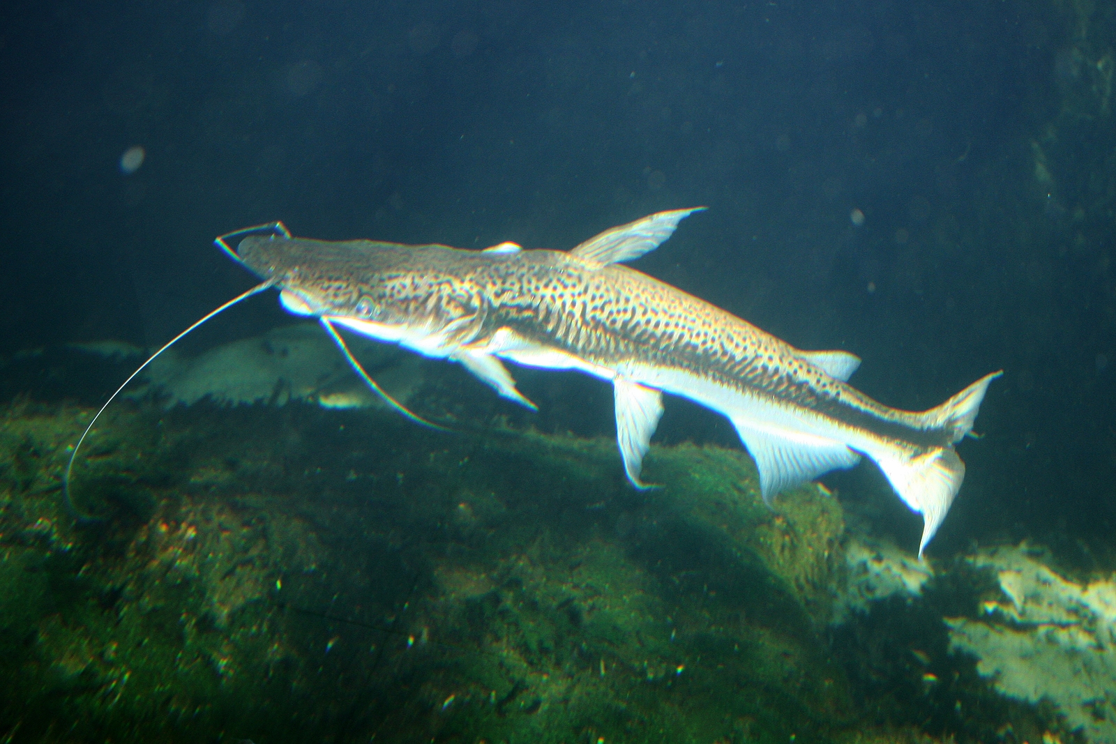 Duckbill Catfish (Sorubim lima)