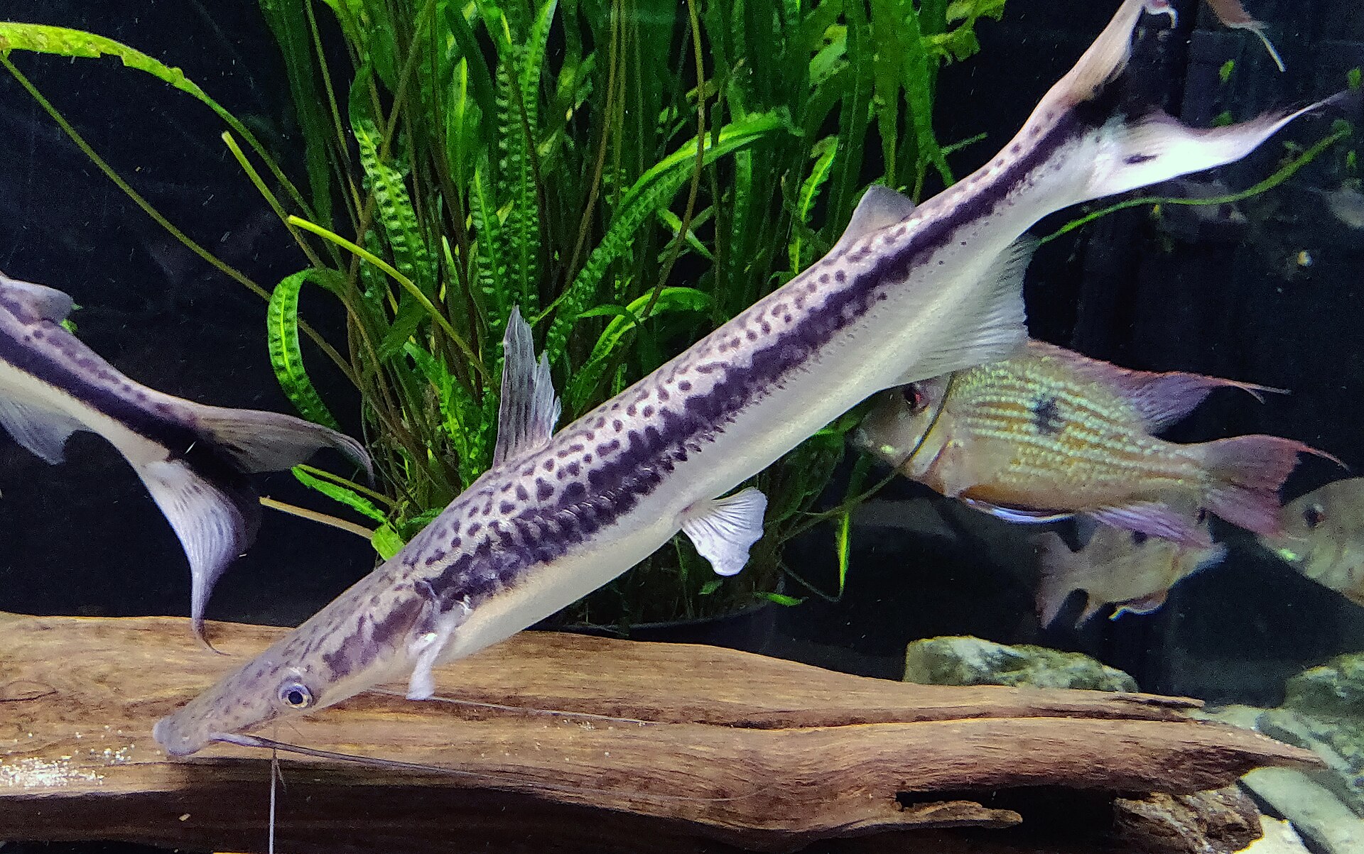 Duckbill Catfish (Sorubim lima)