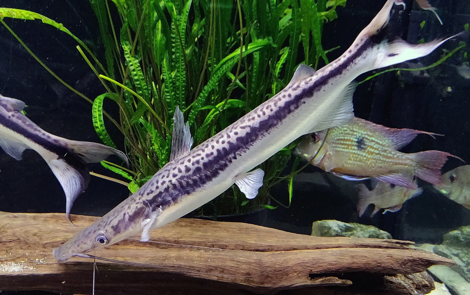 Duckbill Catfish (Sorubim lima)